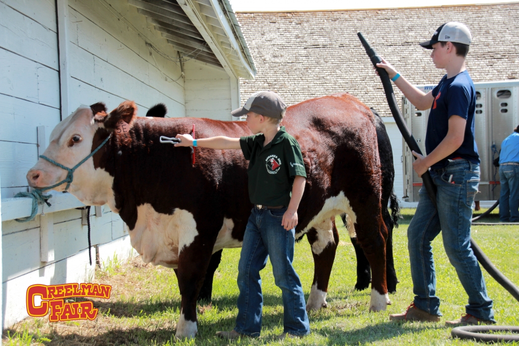 Creelman Fair Cattle Show