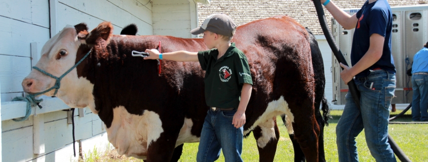 Creelman Fair Cattle Show