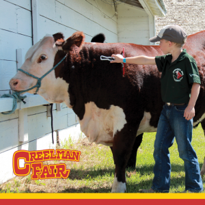 Creelman Fair Cattle Show