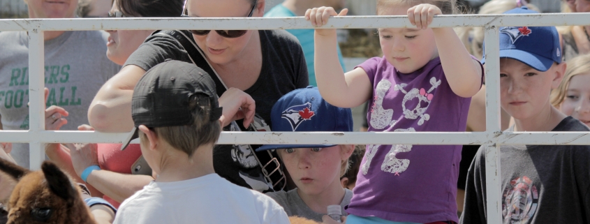 Creelman Fair Animals