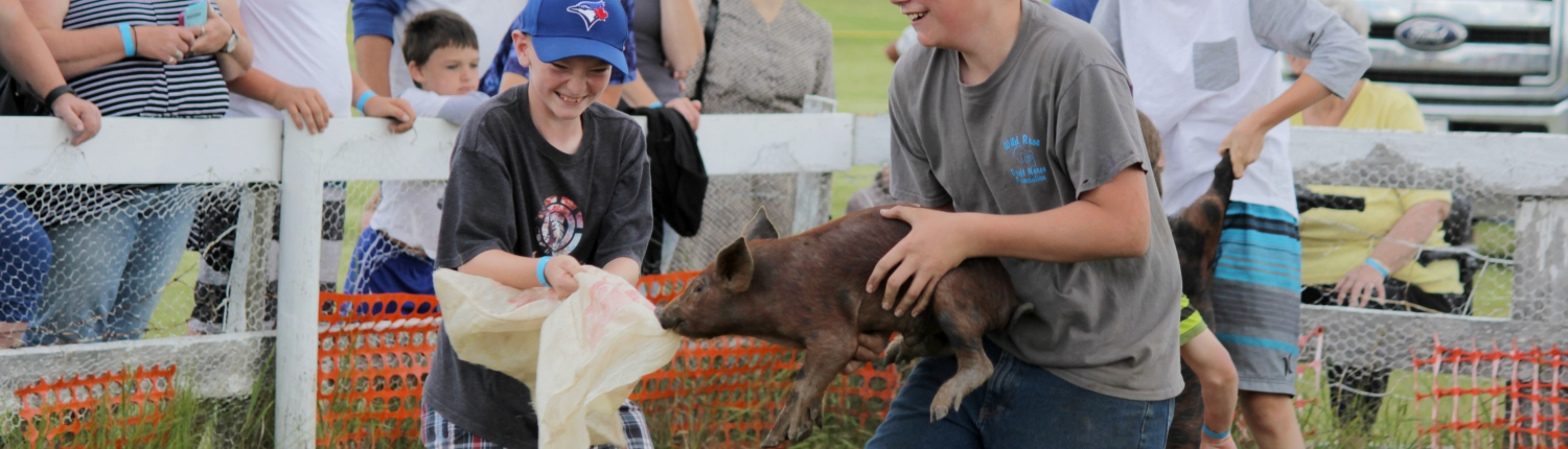 Creelman Fair Pig Scramble