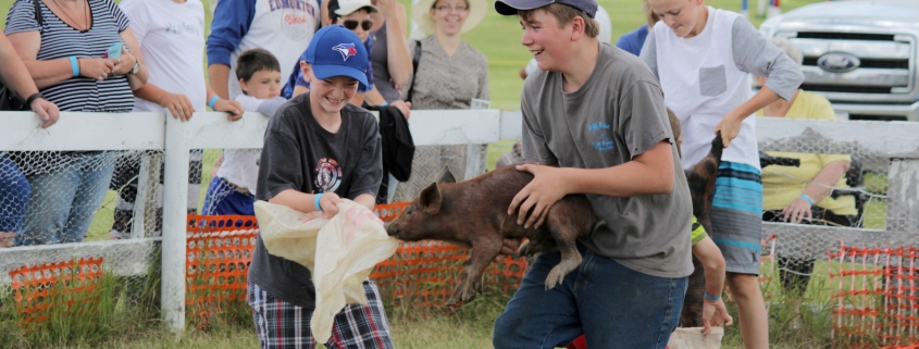 Creelman Fair Pig Scramble